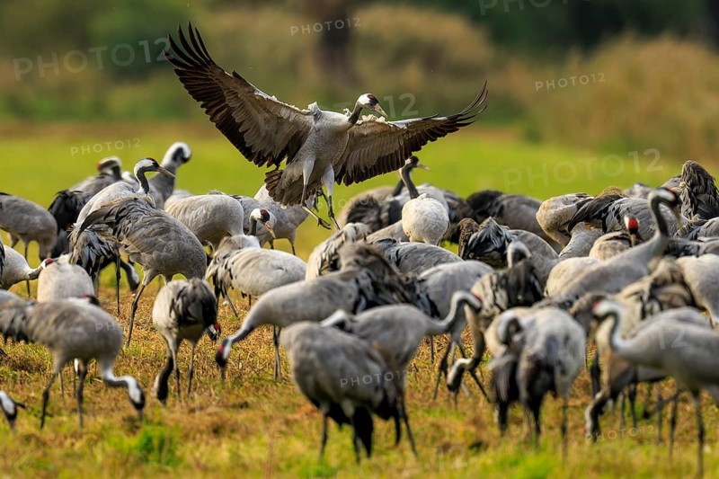 Crane flying over a large group of cranes, Crane (Grus grus) wildlife, Western Pomerania Lagoon Area National Park, Zingst, Mecklenburg-Western Pomerania, Germany