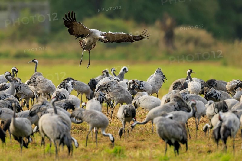 Crane flying over a large group of cranes in a meadow, crane (Grus grus) wildlife, Western Pomerania Lagoon Area National Park, Zingst, Mecklenburg-Western Pomerania, Germany