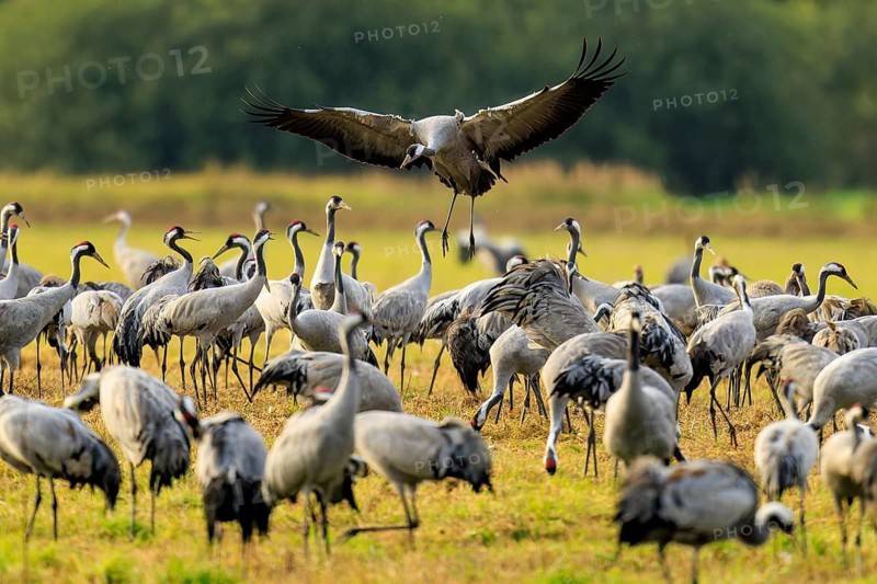 Many cranes in a meadow, one flying over the group, crane (Grus grus) wildlife, Western Pomerania Lagoon Area National Park, Zingst, Mecklenburg-Western Pomerania, Germany