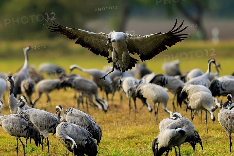 Flying crane over a group of cranes in a meadow, crane (Grus grus) wildlife, Western Pomerania Lagoon Area National Park, Zingst, Mecklenburg-Western Pomerania, Germany