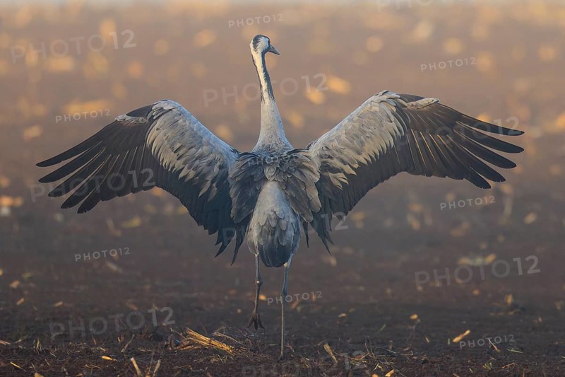 A crane spreads its wings wide on a brown field, Crane (Grus grus) wildlife, Western Pomerania Lagoon Area National Park, Zingst, Mecklenburg-Western Pomerania, Germany