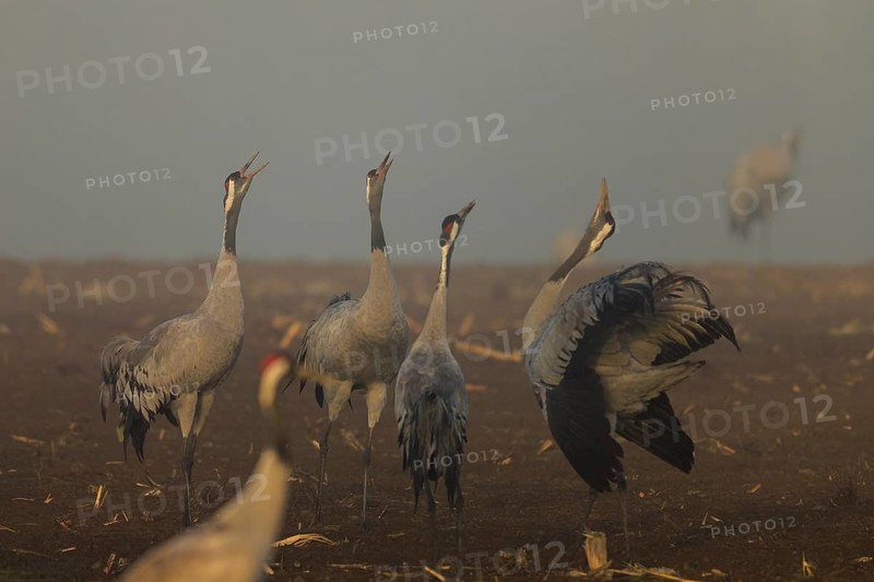 Several cranes call in a foggy field, crane (Grus grus) wildlife, Western Pomerania Lagoon Area National Park, Zingst, Mecklenburg-Western Pomerania, Germany