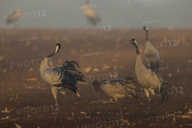 Cranes gather in a foggy field at dawn, Crane (Grus grus) wildlife, Western Pomerania Lagoon Area National Park, Zingst, Mecklenburg-Western Pomerania, Germany