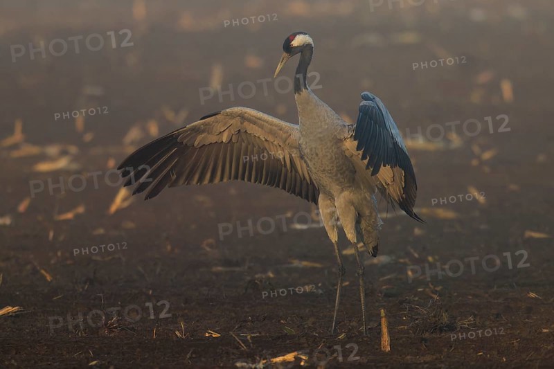 A crane stands with wings spread out in the morning fog in a field, crane (Grus grus) wildlife, Western Pomerania Lagoon Area National Park, Zingst, Mecklenburg-Western Pomerania, Germany