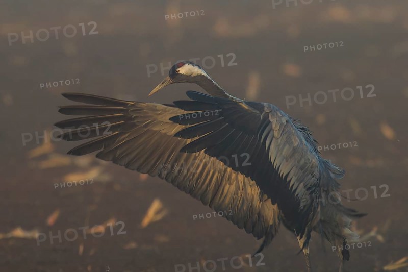 Close-up of a crane with spread wings against a foggy background, crane (Grus grus) wildlife, Western Pomerania Lagoon Area National Park, Zingst, Mecklenburg-Western Pomerania, Germany