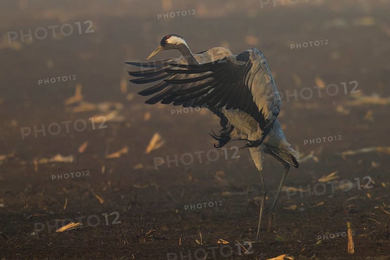 A crane spreads its wings in a dynamic movement in the field, Crane (Grus grus) wildlife, Western Pomerania Lagoon Area National Park, Zingst, Mecklenburg-Western Pomerania, Germany