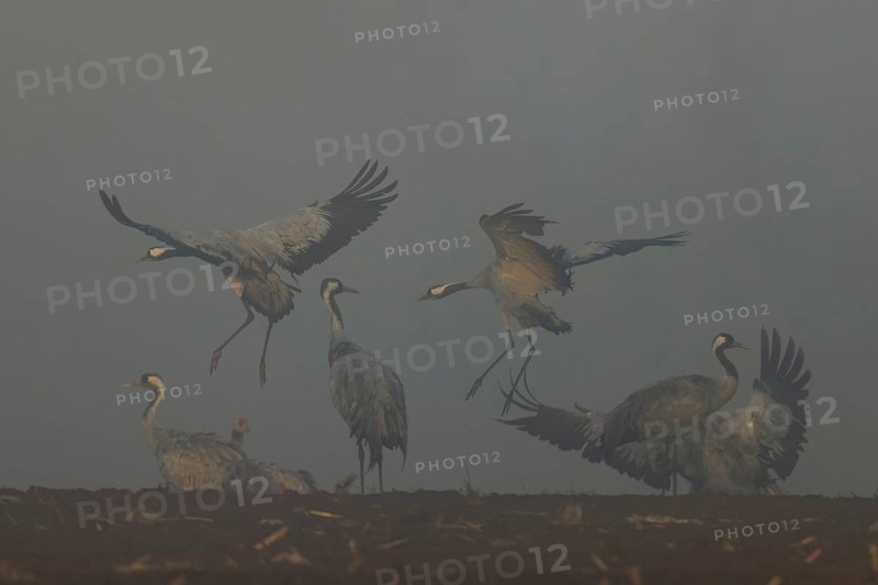 Cranes landing and flying in fog in an open field, crane (Grus grus) wildlife, Western Pomerania Lagoon Area National Park, Zingst, Mecklenburg-Western Pomerania, Germany