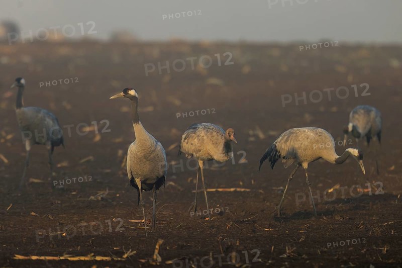 Cranes stand in a quiet brown field at dawn, Crane (Grus grus) wildlife, Western Pomerania Lagoon Area National Park, Zingst, Mecklenburg-Western Pomerania, Germany
