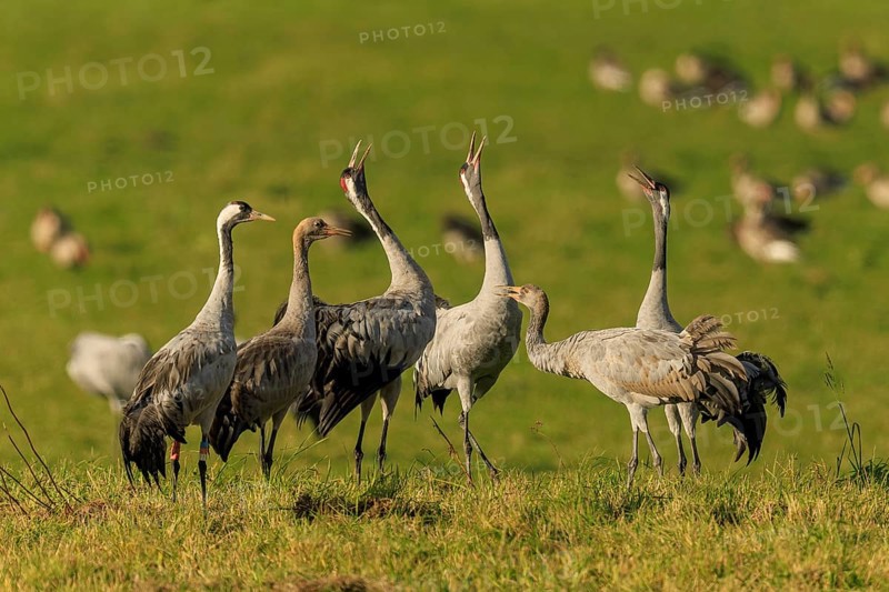 Group of cranes on a green field in daylight, crane (Grus grus) wildlife, Western Pomerania Lagoon Area National Park, Zingst, Mecklenburg-Western Pomerania, Germany