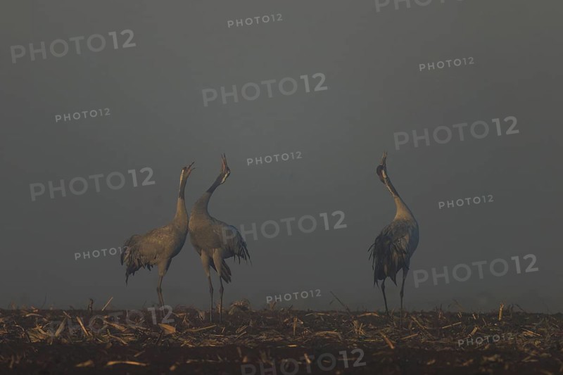 Three cranes courtship in morning fog in a field, crane (Grus grus) wildlife, Western Pomerania Lagoon Area National Park, Zingst, Mecklenburg-Western Pomerania, Germany