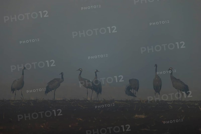 Silhouettes of cranes in fog at dawn in a field, crane (Grus grus) wildlife, Western Pomerania Lagoon Landscape National Park, Zingst, Mecklenburg-Western Pomerania, Germany