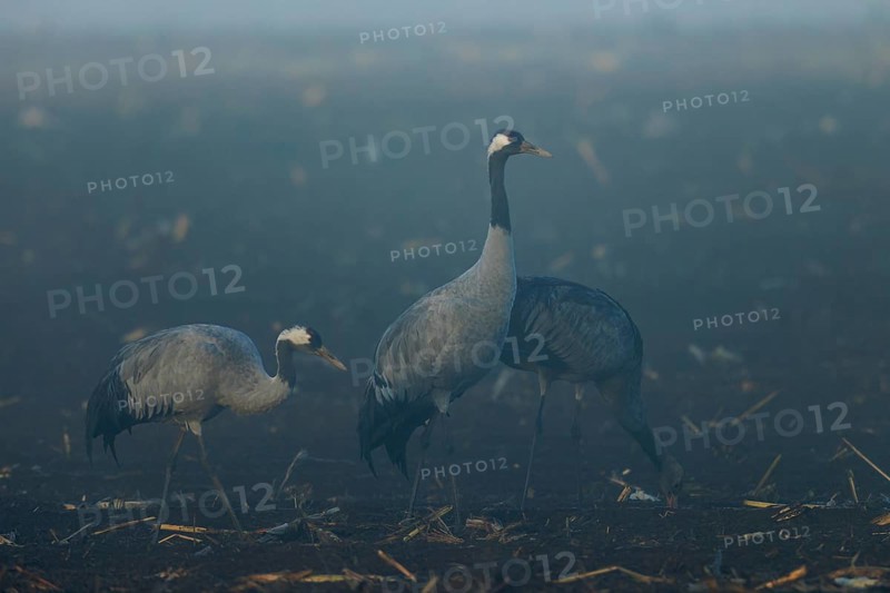Three cranes stand still in a foggy field at dawn, Crane (Grus grus) wildlife, Western Pomerania Lagoon Area National Park, Zingst, Mecklenburg-Western Pomerania, Germany