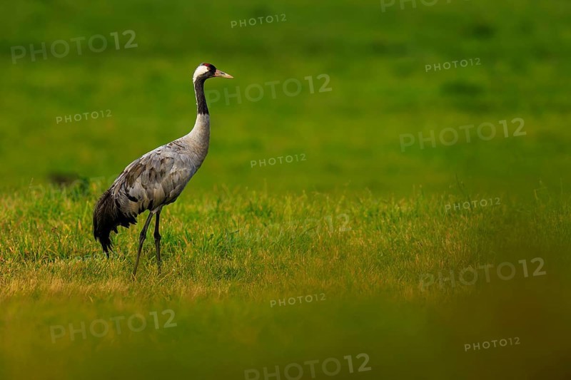 A lonely crane is located in an extensive green field, Crane (Grus grus) wildlife, Western Pomerania Lagoon Area National Park, Zingst, Mecklenburg-Western Pomerania, Germany