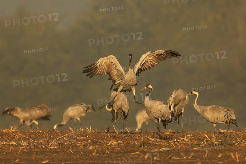 Cranes, one in the middle raising its wings, crane (Grus grus) wildlife, Western Pomerania Lagoon Area National Park, Zingst, Mecklenburg-Western Pomerania, Germany