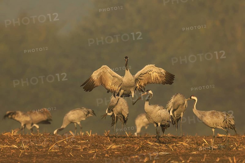 Cranes in the golden morning light, one raises his wings, crane (Grus grus) wildlife, Western Pomerania Lagoon Area National Park, Zingst, Mecklenburg-Western Pomerania, Germany