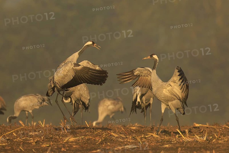 Two cranes seem to be challenging each other, standing side by side, crane (Grus grus) wildlife, Western Pomerania Lagoon Area National Park, Zingst, Mecklenburg-Western Pomerania, Germany