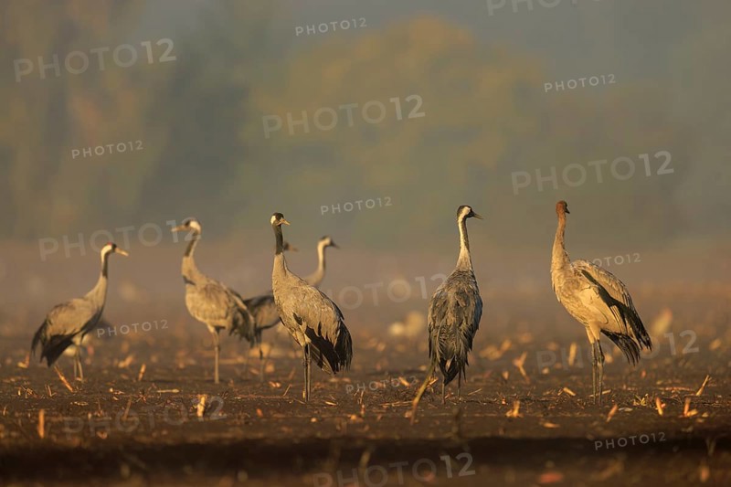 Group of cranes in the morning haze in a field, crane (Grus grus) wildlife, Western Pomerania Lagoon Area National Park, Zingst, Mecklenburg-Western Pomerania, Germany