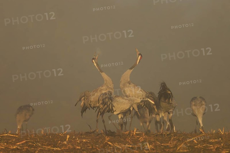 Two cranes dance with raised wings in a foggy atmosphere, crane (Grus grus) wildlife, Western Pomerania Lagoon Area National Park, Zingst, Mecklenburg-Western Pomerania, Germany