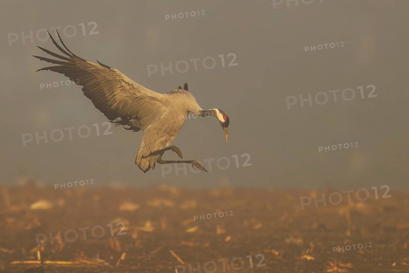 A crane hovers above the ground in a foggy autumn scene, Crane (Grus grus) wildlife, Western Pomerania Lagoon Area National Park, Zingst, Mecklenburg-Western Pomerania, Germany