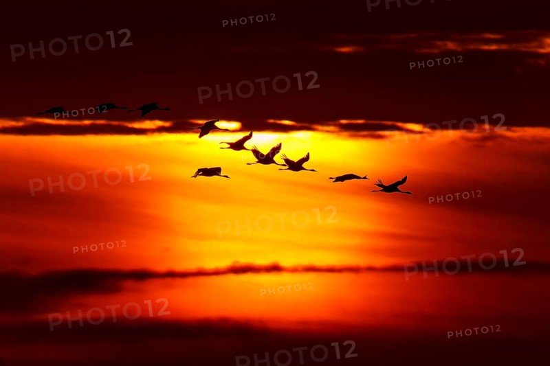 Flock of birds flying against a dramatic sunset backdrop, crane (Grus grus) wildlife, Western Pomerania Lagoon Area National Park, Zingst, Mecklenburg-Western Pomerania, Germany