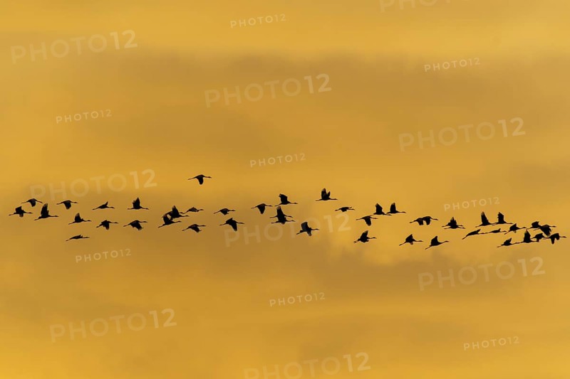 Flock of birds at sunset, calm atmosphere, crane (Grus grus) wildlife, Western Pomerania Lagoon Area National Park, Zingst, Mecklenburg-Western Pomerania, Germany