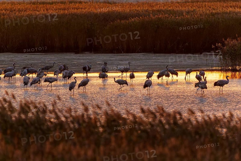 Cranes stand in water at dusk, surrounded by reeds, crane (Grus grus) wildlife, Western Pomerania Lagoon Area National Park, Zingst, Mecklenburg-Western Pomerania, Germany