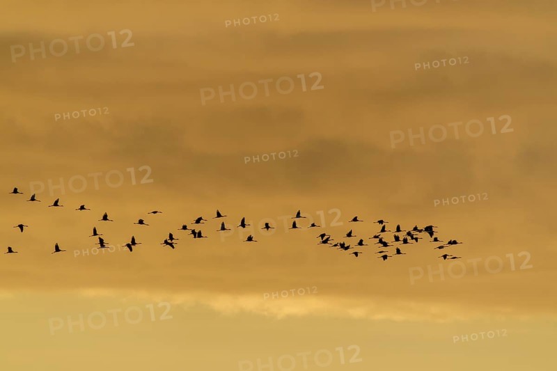 Flock of birds in the sky at dusk, crane (Grus grus) wildlife, Western Pomerania Lagoon Area National Park, Zingst, Mecklenburg-Western Pomerania, Germany