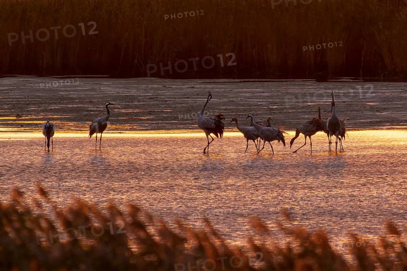 Cranes at dusk in water surrounded by reeds, crane (Grus grus) wildlife, Western Pomerania Lagoon Area National Park, Zingst, Mecklenburg-Western Pomerania, Germany