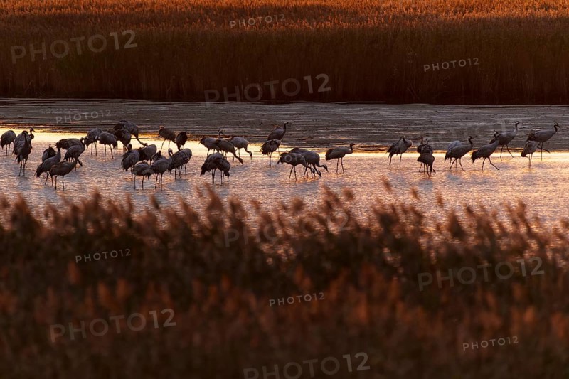 Cranes standing in water surrounded by reeds in the evening, crane (Grus grus) wildlife, Western Pomerania Lagoon Area National Park, Zingst, Mecklenburg-Western Pomerania, Germany