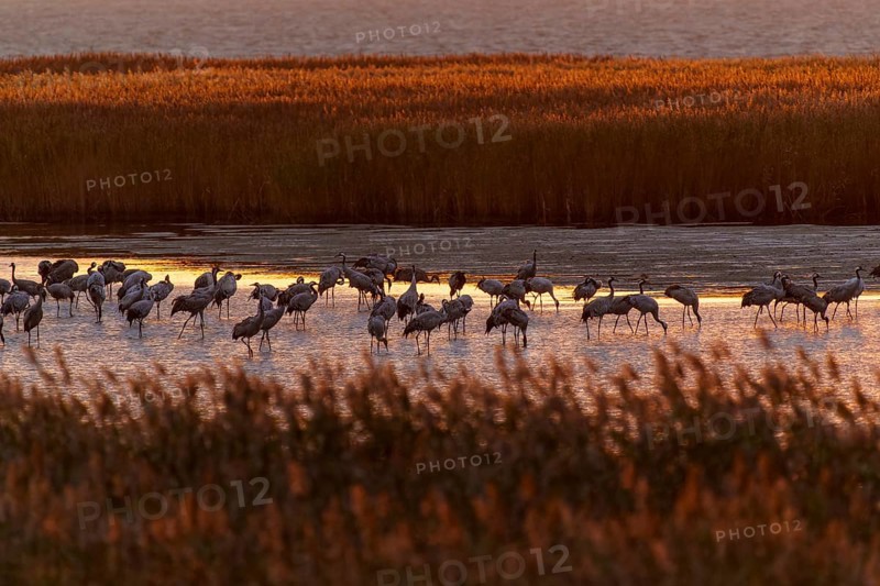 Cranes on water at dusk with reeds, crane (Grus grus) wildlife, Western Pomerania Lagoon Area National Park, Zingst, Mecklenburg-Western Pomerania, Germany