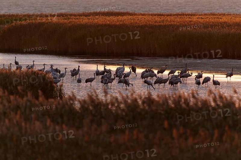 Large group of cranes on the water at sunset, crane (Grus grus) wildlife, Western Pomerania Lagoon Area National Park, Zingst, Mecklenburg-Western Pomerania, Germany