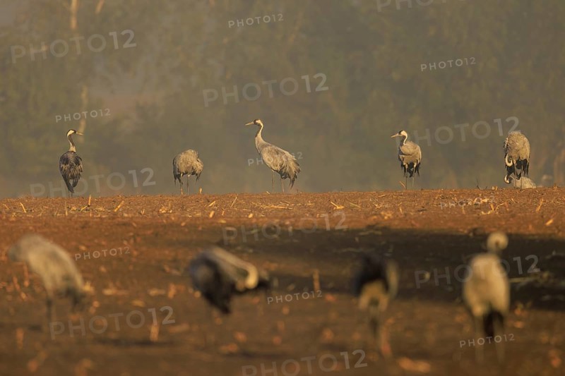 Group of cranes standing in a foggy field in the distance, crane (Grus grus) wildlife, Western Pomerania Lagoon Area National Park, Zingst, Mecklenburg-Western Pomerania, Germany