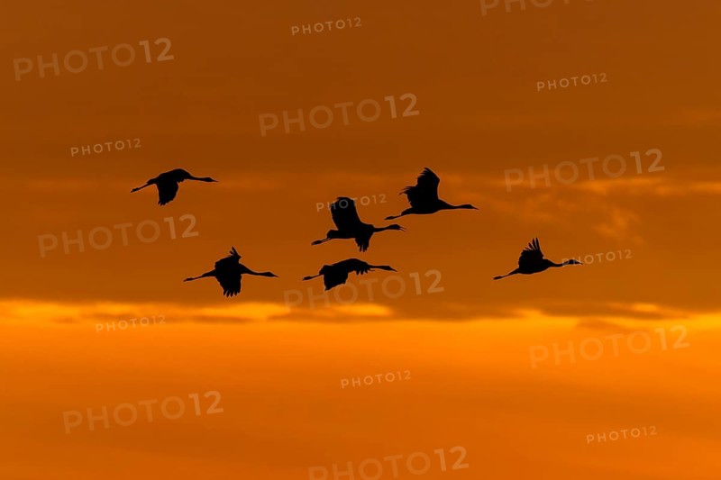 Flying cranes in silhouette against a warm orange evening sky, crane (Grus grus) wildlife, Western Pomerania Lagoon Area National Park, Zingst, Mecklenburg-Western Pomerania, Germany