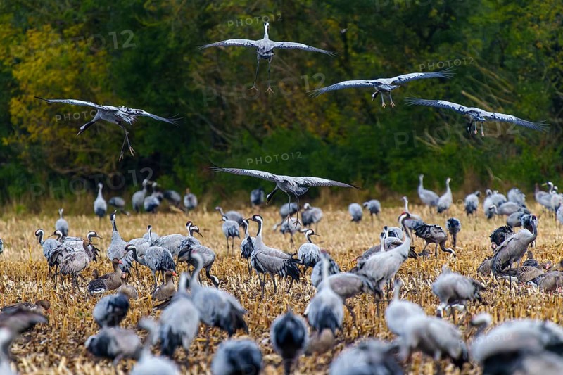 Large cluster of cranes in a field with trees in the background, crane (Grus grus) wildlife, Western Pomerania Lagoon Area National Park, Zingst, Mecklenburg-Western Pomerania, Germany