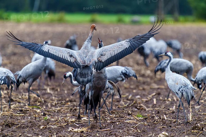 Cranes spread wings in an autumnal field, crane (Grus grus) wildlife, Western Pomerania Lagoon Area National Park, Zingst, Mecklenburg-Western Pomerania, Germany