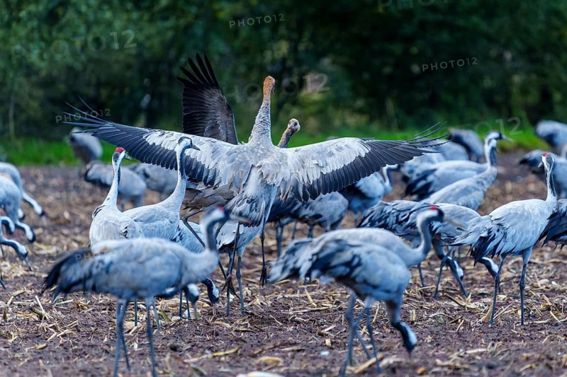 Cranes with spread wings in a field in autumn, crane (Grus grus) wildlife, Western Pomerania Lagoon Area National Park, Zingst, Mecklenburg-Western Pomerania, Germany