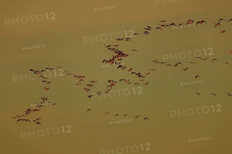 Large flock of birds roaming the sky in harmonious formation, Crane (Grus grus) wildlife, Western Pomerania Lagoon Area National Park, Zingst, Mecklenburg-Western Pomerania, Germany
