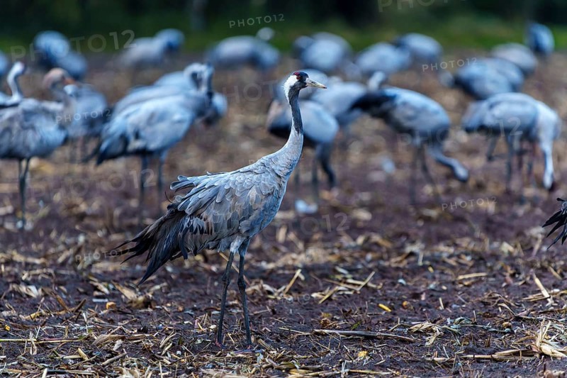 A crane in the middle of a group in an autumnal field, crane (Grus grus) wildlife, Western Pomerania Lagoon Area National Park, Zingst, Mecklenburg-Western Pomerania, Germany