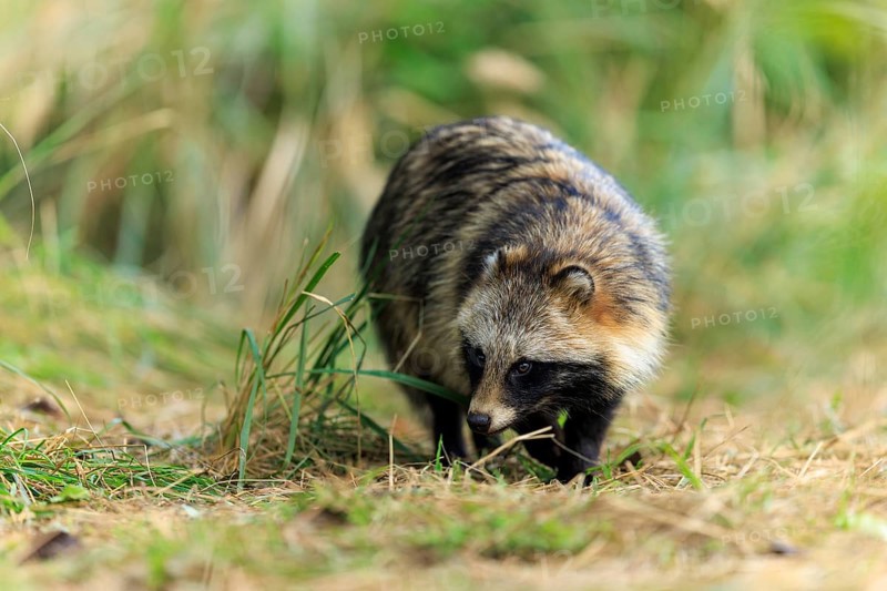 Raccoon dog sniffing the ground surrounded by natural vegetation, raccoon dog, (Nyctereutes procyonoides), wildlife, Western Pomerania Lagoon Area National Park, Zingst, Mecklenburg-Western Pomerania, Germany