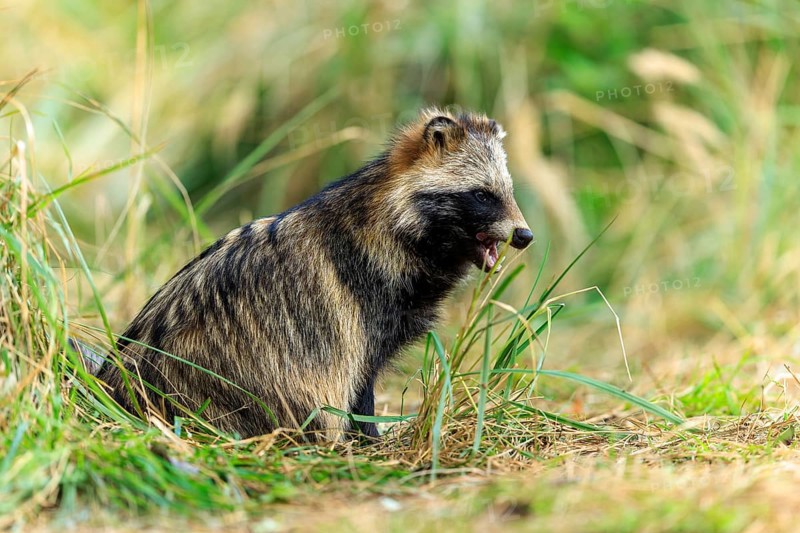 Raccoon dog sitting in grass surrounded by natural forest environment, raccoon dog, (Nyctereutes procyonoides), wildlife, Western Pomerania Lagoon Area National Park, Zingst, Mecklenburg-Western Pomerania, Germany
