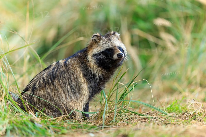 A raccoon dog looks out to the side surrounded by grass in nature, raccoon dog, (Nyctereutes procyonoides), wildlife, Western Pomerania Lagoon Area National Park, Zingst, Mecklenburg-Western Pomerania, Germany