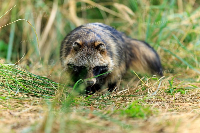 A raccoon dog sniffs the ground surrounded by tall grass in nature, raccoon dog, (Nyctereutes procyonoides), wildlife, Western Pomerania Lagoon Area National Park, Zingst, Mecklenburg-Western Pomerania, Germany