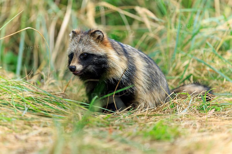 A raccoon dog sits attentively on the ground, surrounded by grass, raccoon dog, (Nyctereutes procyonoides), wildlife, Western Pomerania Lagoon Area National Park, Zingst, Mecklenburg-Western Pomerania, Germany