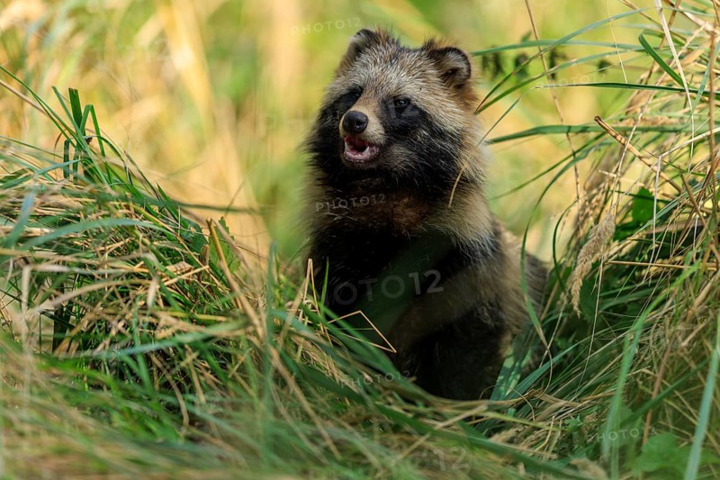 A raccoon dog sits in a meadow, surrounded by tall grass, and looks to the side, raccoon dog, (Nyctereutes procyonoides), wildlife, Western Pomerania Lagoon Area National Park, Zingst, Mecklenburg-Western Pomerania, Germany