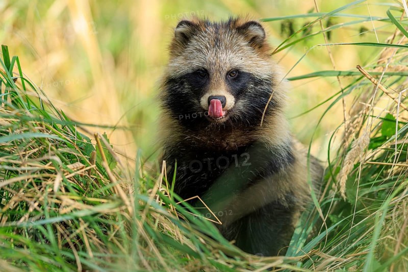 A raccoon dog sticks out its tongue and sits in tall grass, raccoon dog, (Nyctereutes procyonoides), wildlife, Western Pomerania Lagoon Area National Park, Zingst, Mecklenburg-Western Pomerania, Germany