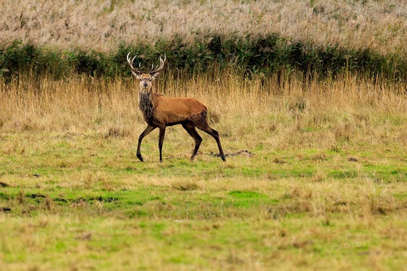 A deer with antlers walks across an extensive autumn meadow, red deer (Cervus elaphus), rutting, wildlife, Western Pomerania Lagoon Area National Park, Zingst, Mecklenburg-Western Pomerania, Germany