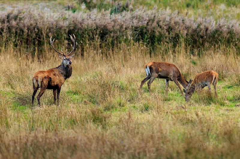 A group of deer in an autumnal meadow landscape surrounded by trees, deer (Cervus elaphus), rutting, wildlife, Western Pomerania Lagoon Area National Park, Zingst, Mecklenburg-Western Pomerania, Germany