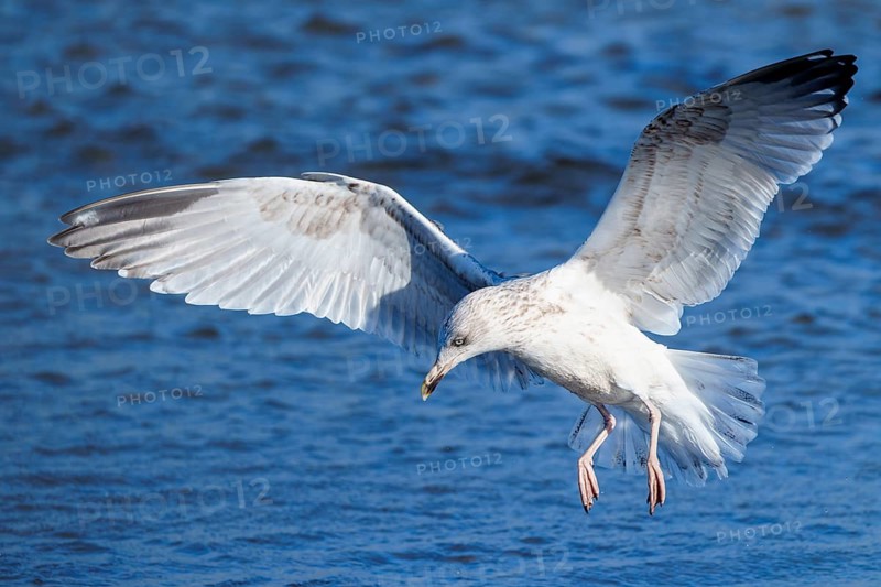 A seagull flies low above water with widely spread wings, herring gull (Larus argentatus) wildlife, Western Pomerania Lagoon Area National Park, Zingst, Mecklenburg-Western Pomerania, Germany