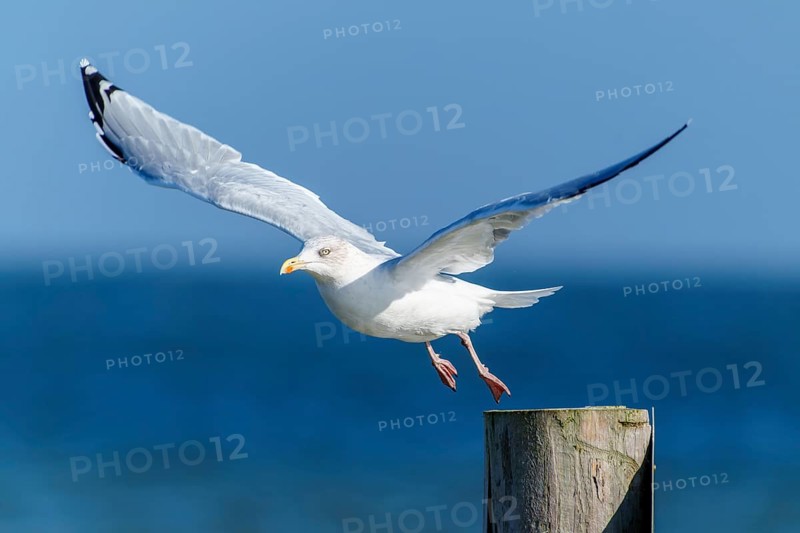 A seagull flies off a wooden post across the blue sea, herring gull (Larus argentatus) wildlife, Western Pomerania Lagoon Area National Park, Zingst, Mecklenburg-Western Pomerania, Germany