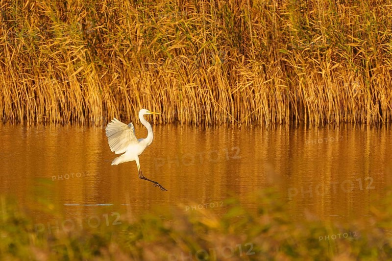A heron lands on a reed bank with golden wings in the light, great egret (Ardea alba, syn.: Casmerodius albus, Egretta alba) wildlife, Western Pomerania Lagoon Landscape National Park, Zingst, Mecklenburg-Western Pomerania, Germany